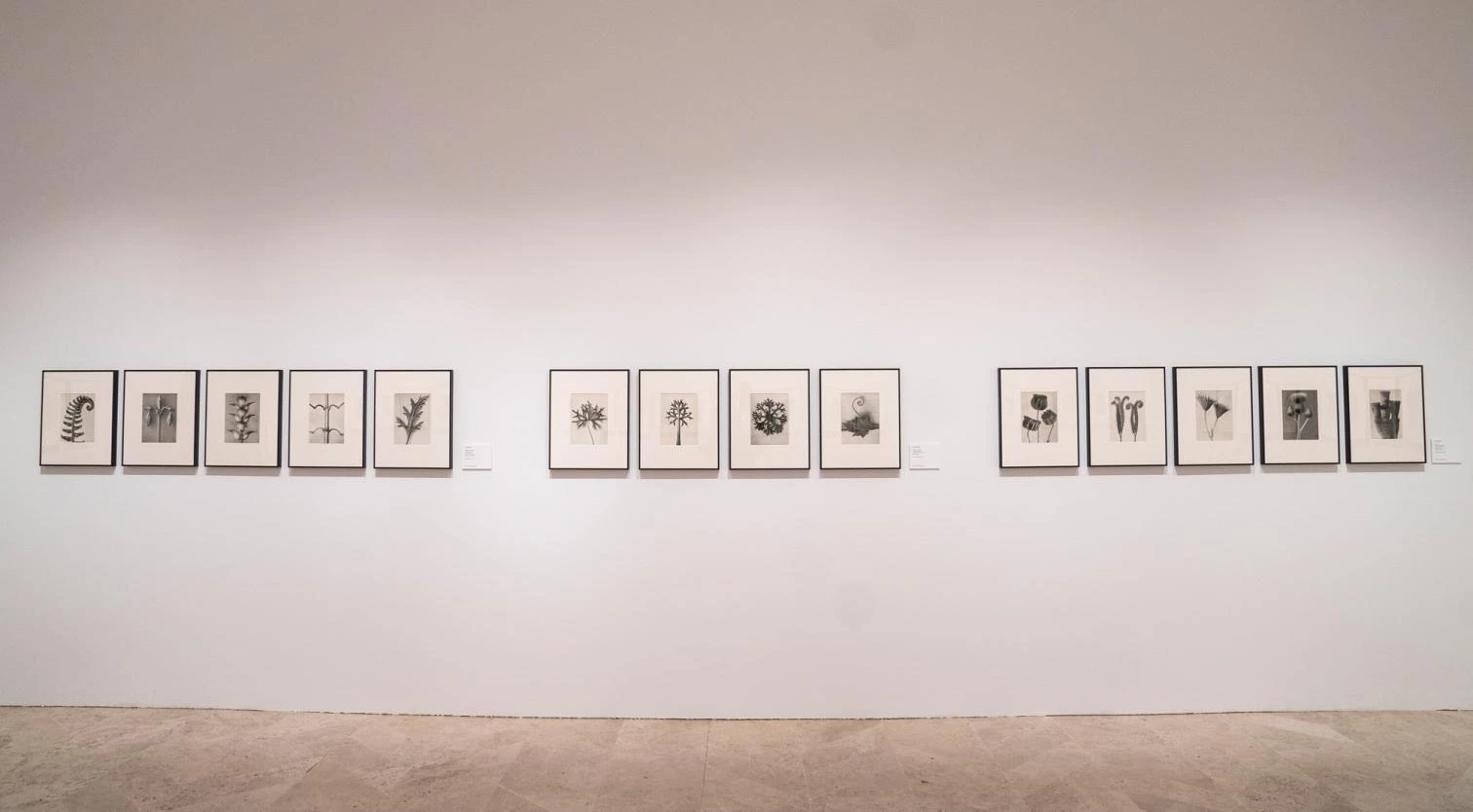 ‘Karl Blossfeldt. Urformen der Kunst’