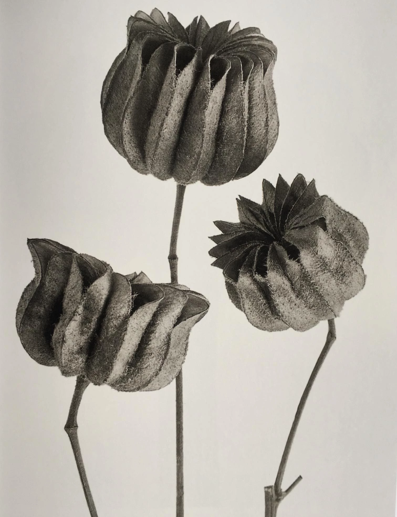 ‘Karl Blossfeldt. Urformen der Kunst’