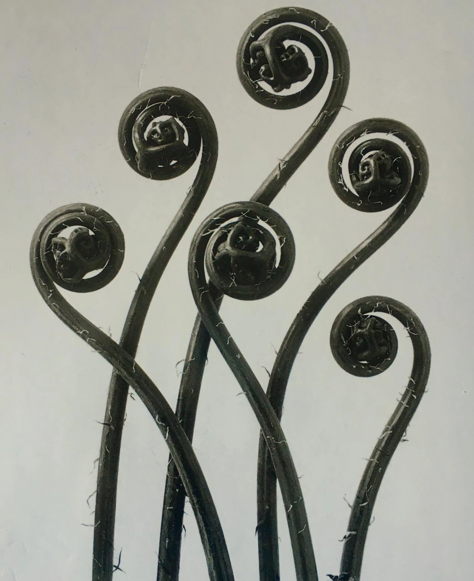 ‘Karl Blossfeldt. Urformen der Kunst’