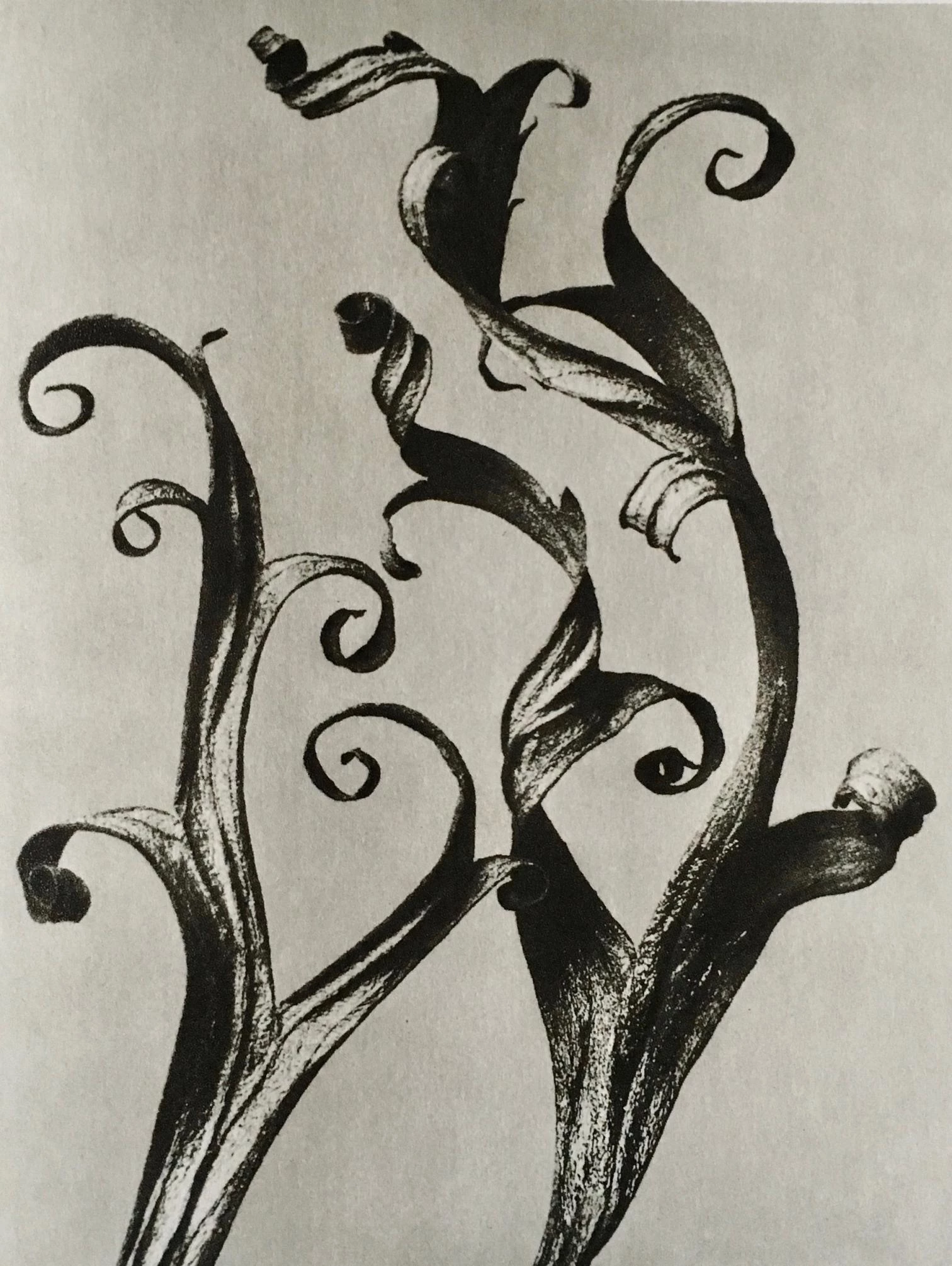 ‘Karl Blossfeldt. Urformen der Kunst’