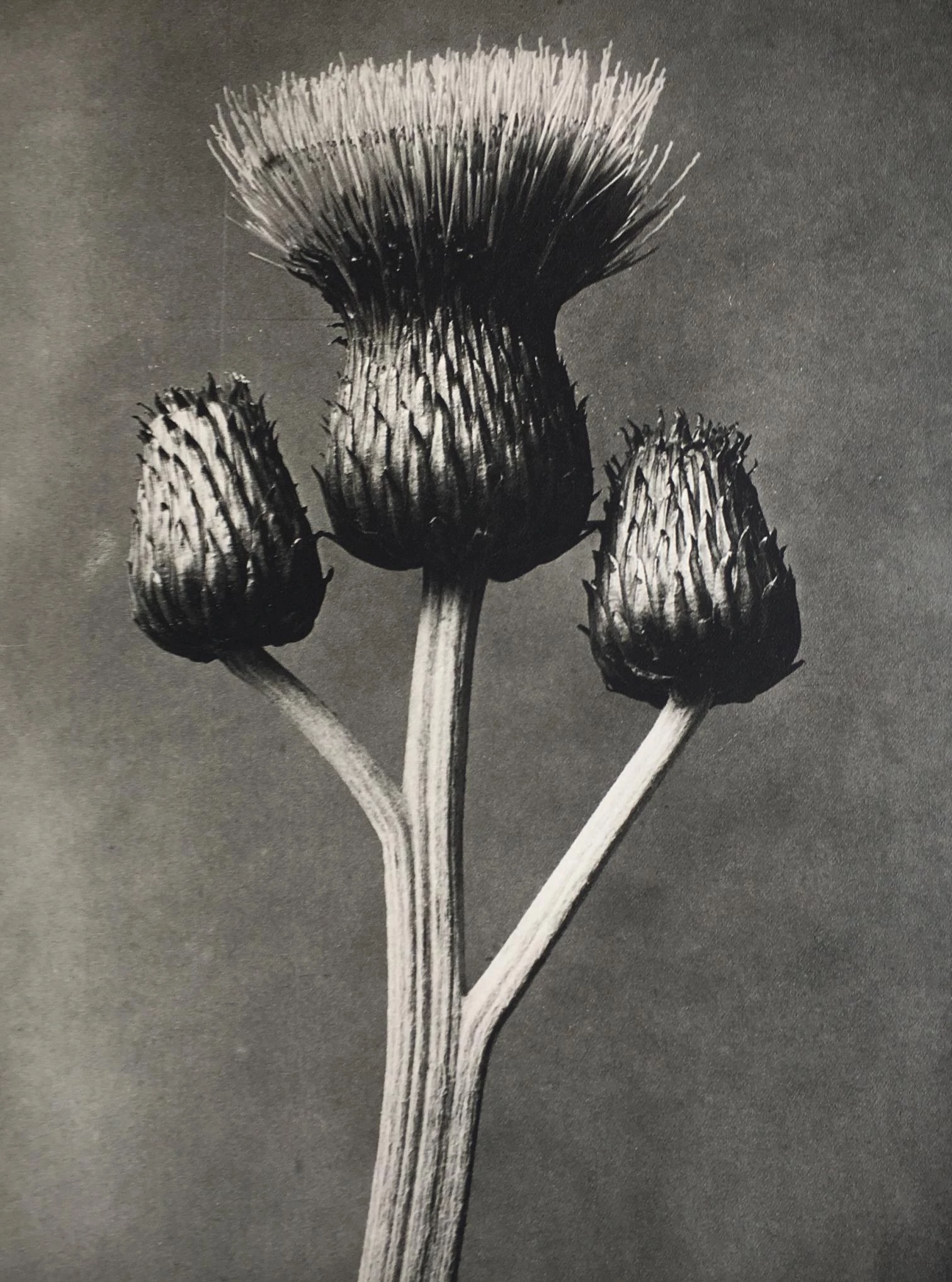‘Karl Blossfeldt. Urformen der Kunst’