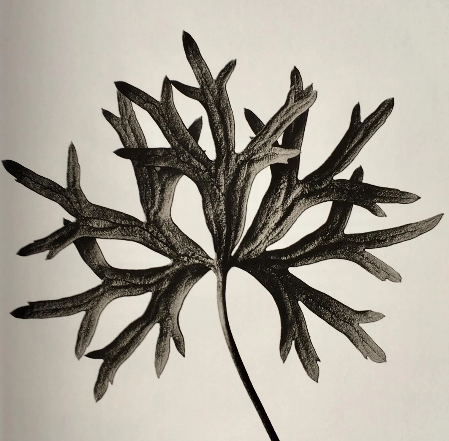 ‘Karl Blossfeldt. Urformen der Kunst’