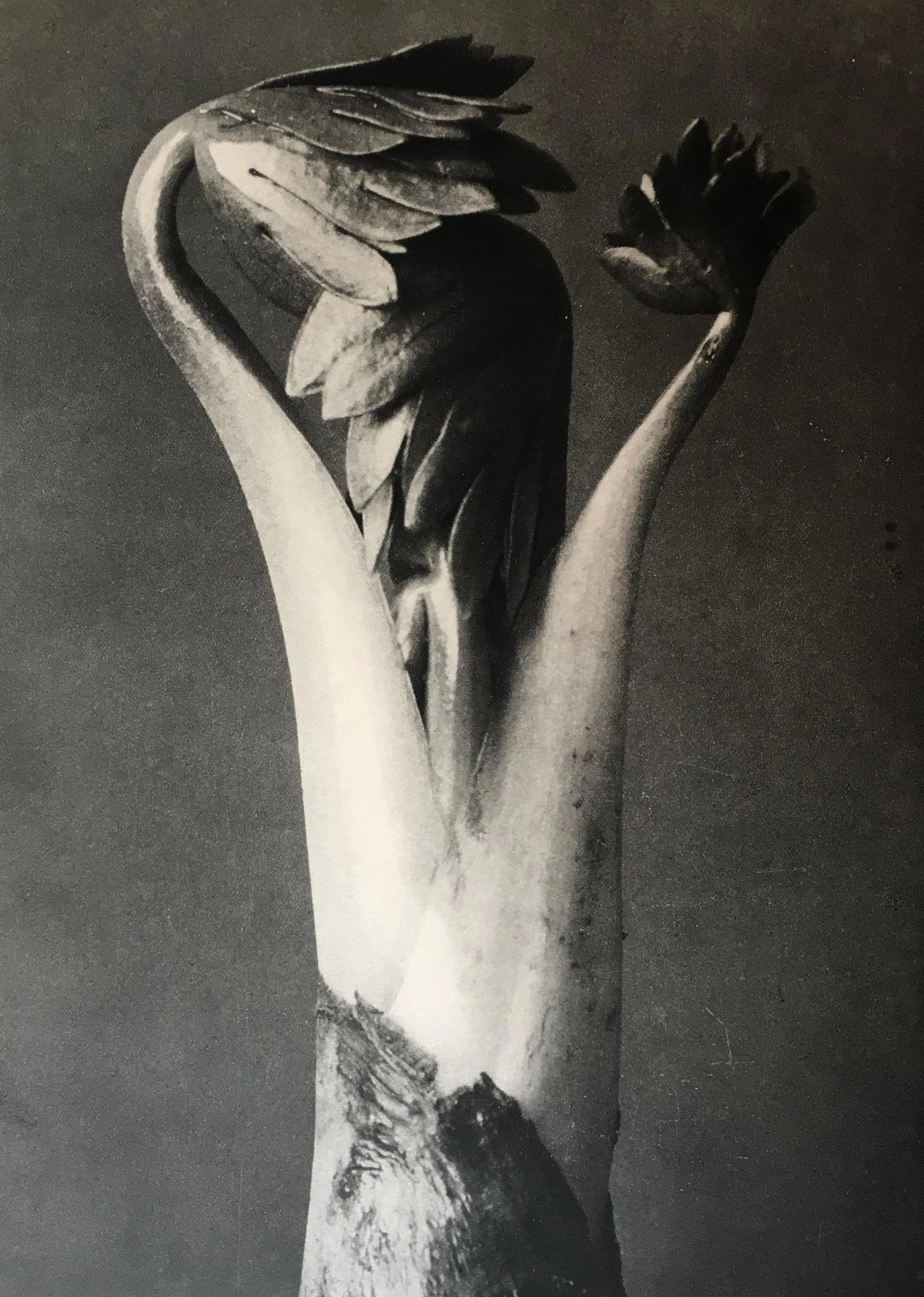 ‘Karl Blossfeldt. Urformen der Kunst’