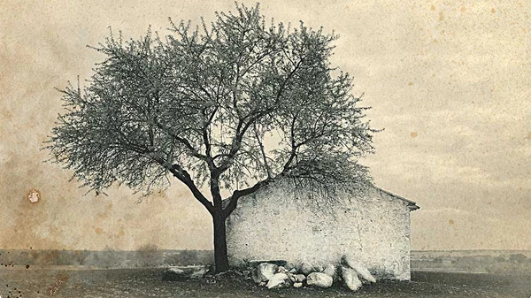 ‘Mi casa, mi árbol’, fotografías de José Quintanilla
