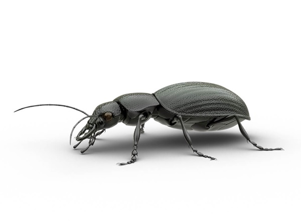 Hermano escarabajo