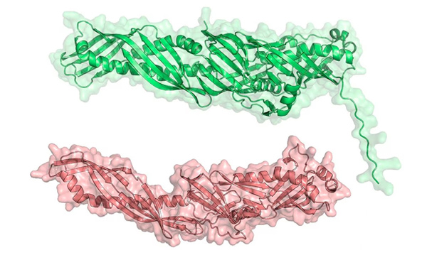 Los secretos tridimensionales de las proteínas