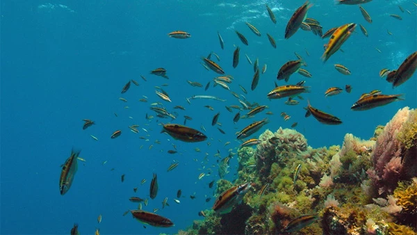 El primer parque nacional marino en El Hierro