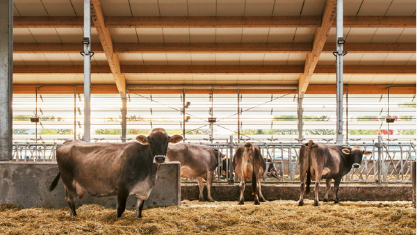 Cobertizo para vacas en Saint-Jean-sur-Richelieu