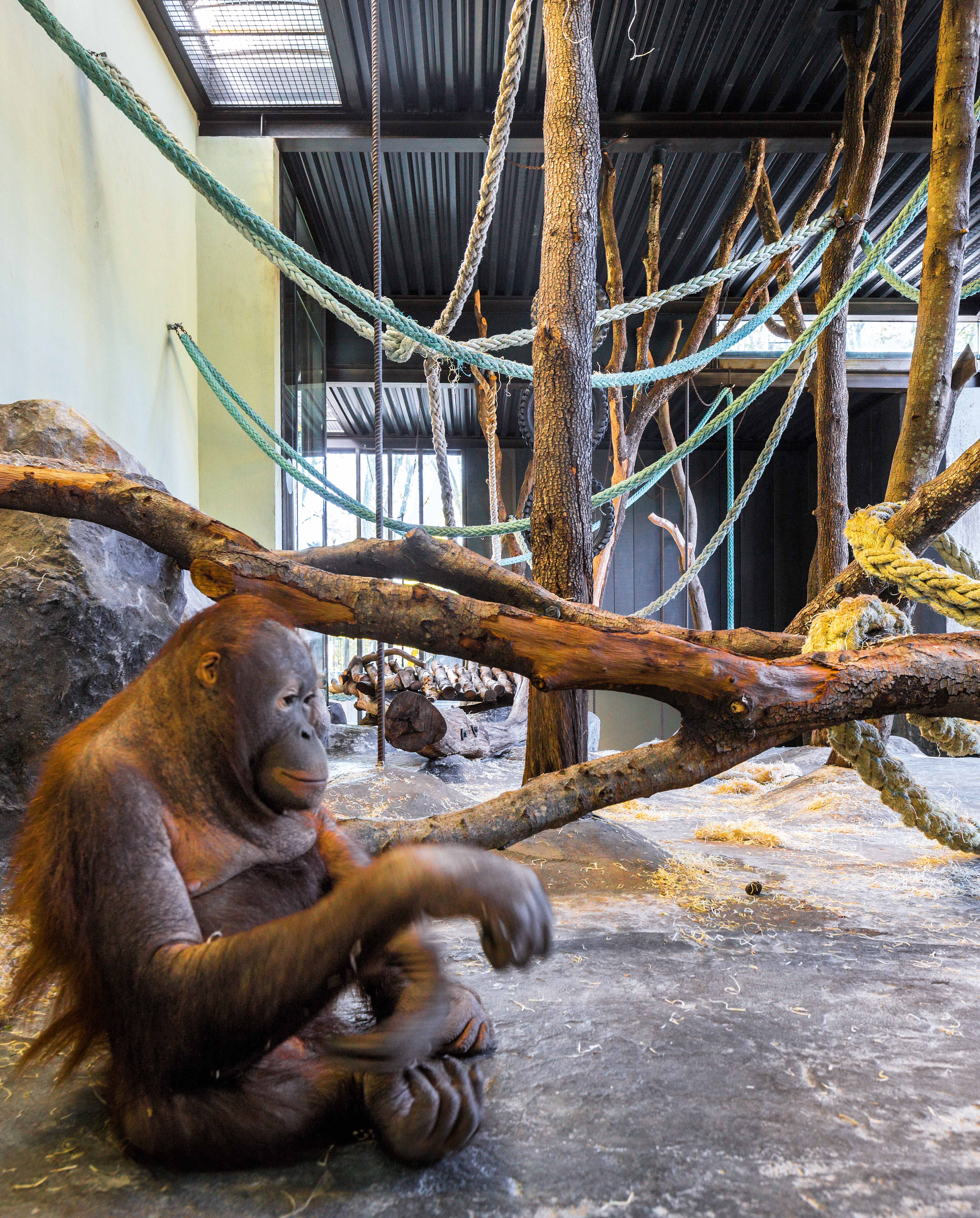 Installations for Orangutans at Barcelona Zoo