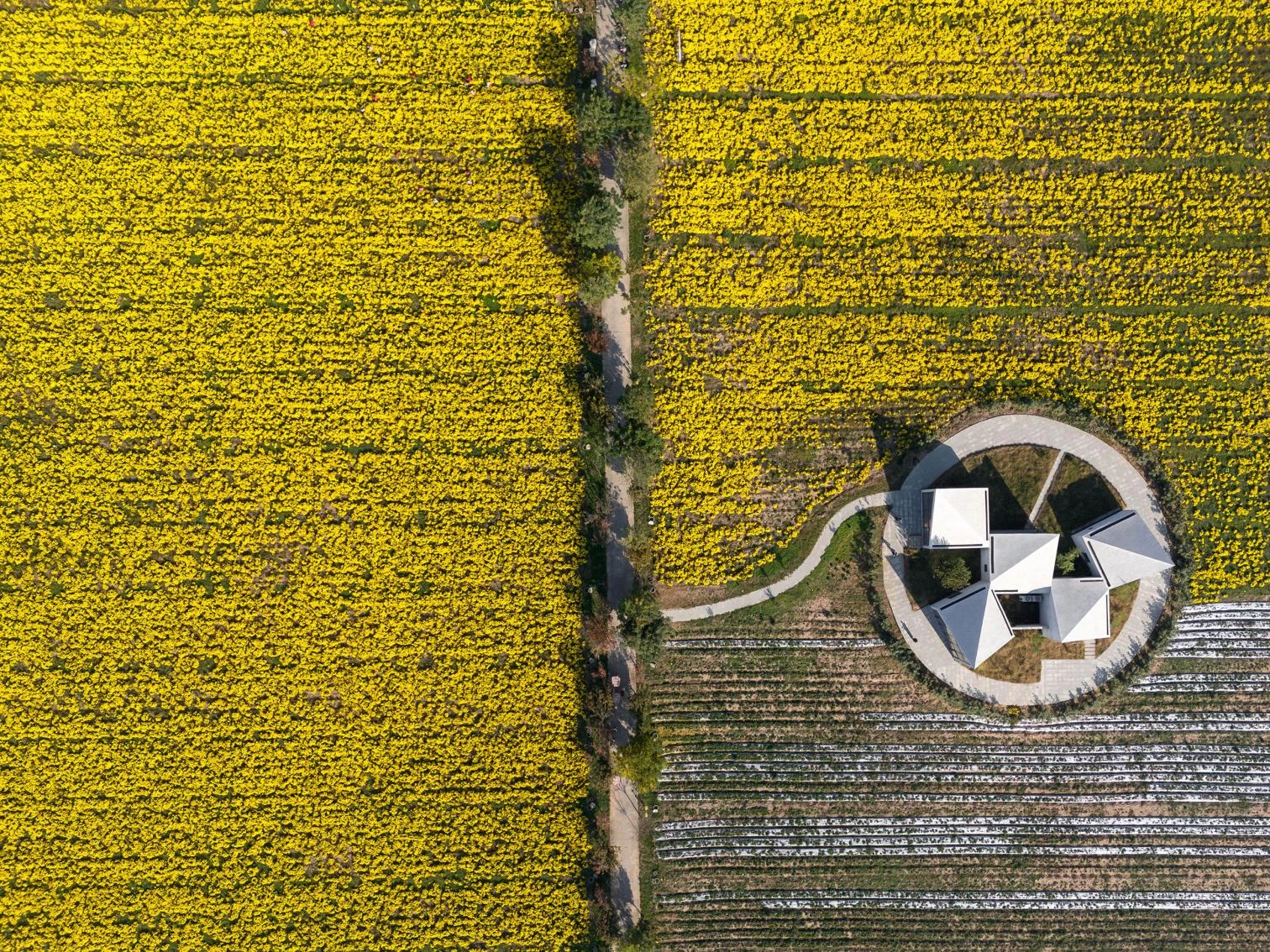 La Biblioteca en el Campo de Crisantemos de Hielo en Xiuwu
