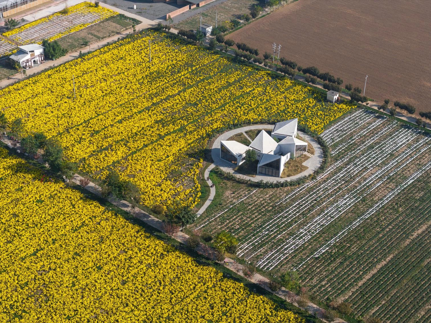 La Biblioteca en el Campo de Crisantemos de Hielo en Xiuwu