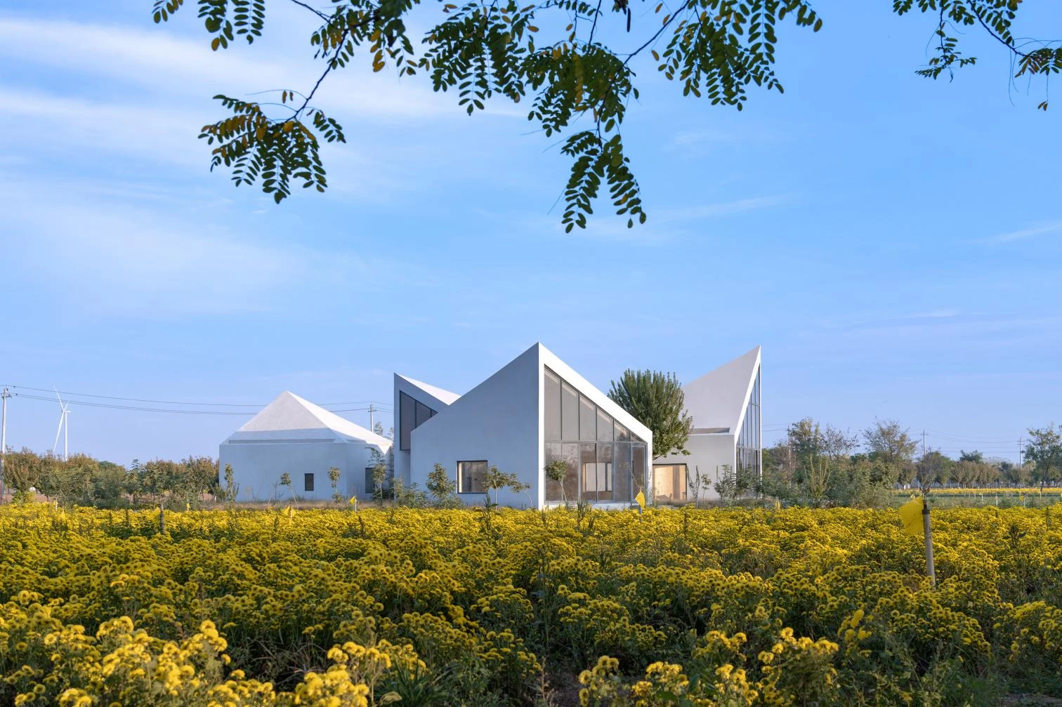 La Biblioteca en el Campo de Crisantemos de Hielo en Xiuwu
