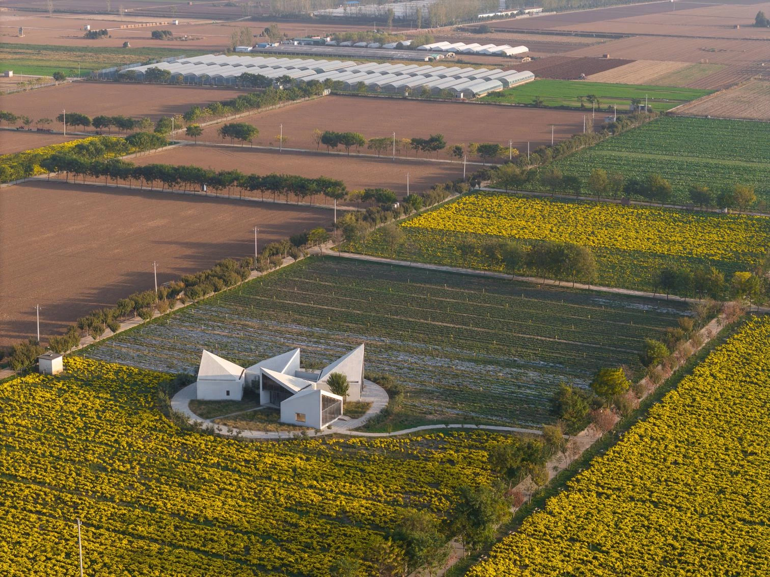 La Biblioteca en el Campo de Crisantemos de Hielo en Xiuwu