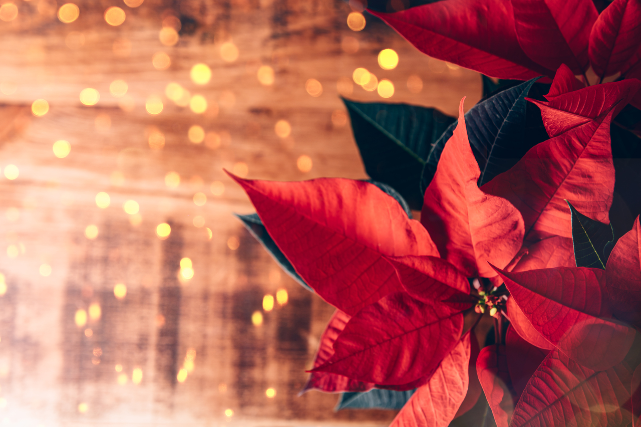 La decoración en la época navideña. Imágenes: cortesía Interflora